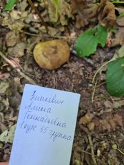 Scleroderma citrinum