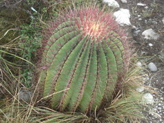Ferocactus haematacanthus