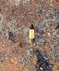 Anacampsis coverdalella
