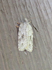 Acleris placidana