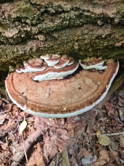 Ganoderma applanatum