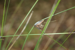 Mesomelaena tetragona