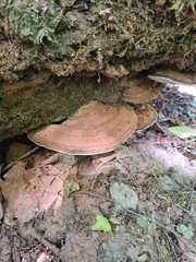 Ganoderma applanatum