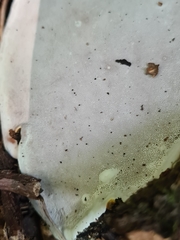 Ganoderma applanatum