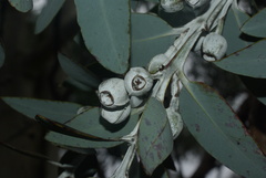 Eucalyptus pleurocarpa