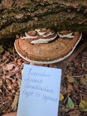 Ganoderma applanatum
