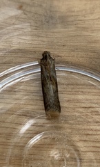 Blastobasis adustella