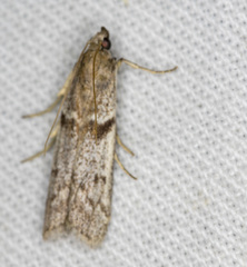 Cryptoblabes hemigypsa