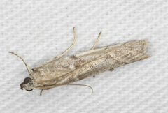 Cryptoblabes hemigypsa