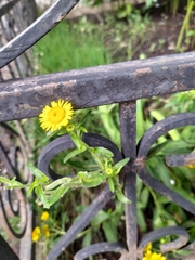 Pentanema britannica