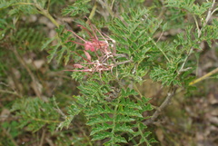 Grevillea bipinnatifida