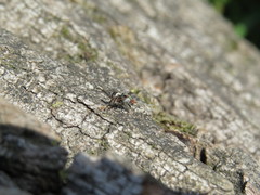 Myennis octopunctata
