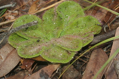 Drosera collina