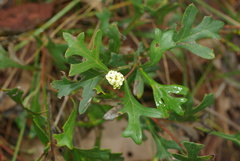 Grevillea synapheae