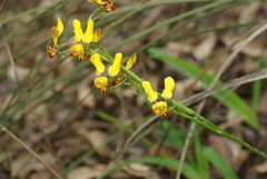 Diuris brumalis