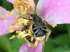 Trichiotinus assimilis