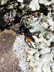 Castianeira descripta