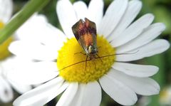 Nemophora fasciella