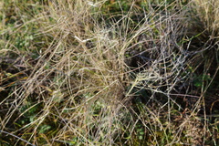 Austrostipa stuposa
