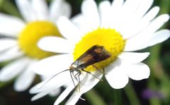 Nemophora fasciella