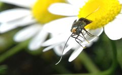 Nemophora fasciella