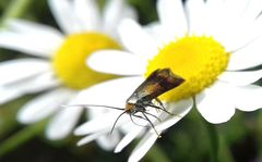 Nemophora fasciella