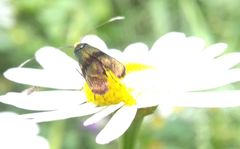 Nemophora fasciella