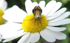 Nemophora fasciella