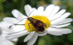Nemophora fasciella