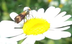 Nemophora fasciella