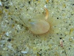 Limaria hemphilli