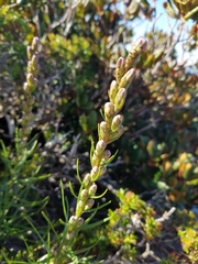Liatris helleri