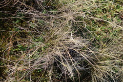 Austrostipa stuposa
