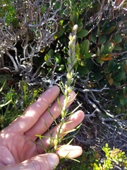 Liatris helleri