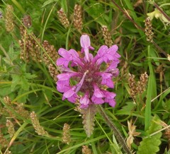 Betonica hirsuta