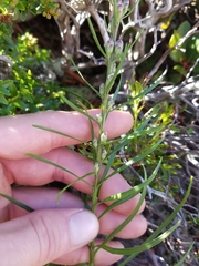 Liatris helleri