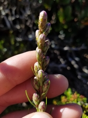 Liatris helleri
