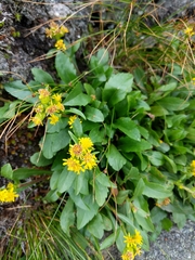 Solidago leiocarpa