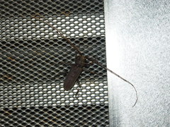 Stromatium longicorne