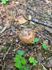 Amanita fulva