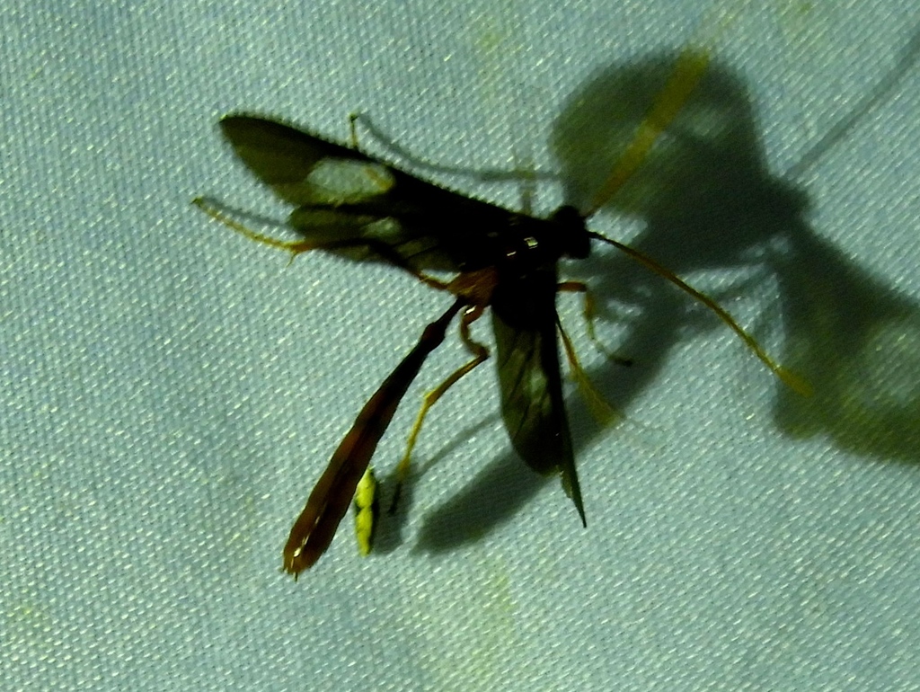 Thyreodon rivinae