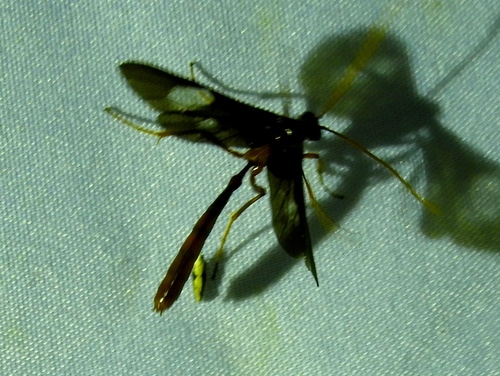Thyreodon rivinae