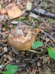 Amanita fulva