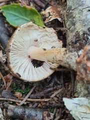 Amanita fulva