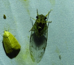 Diceroprocta tepicana