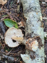Amanita fulva