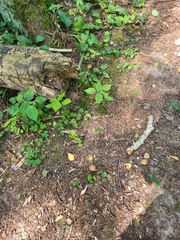 Amanita fulva