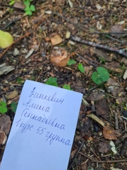 Amanita fulva