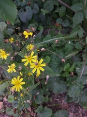 Lapsana communis intermedia