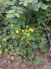Lapsana communis intermedia